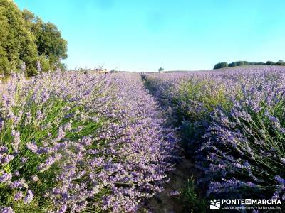 Campos Lavanda Brihuega-Provenza Española; senderismo personalizado fin de semana romantico